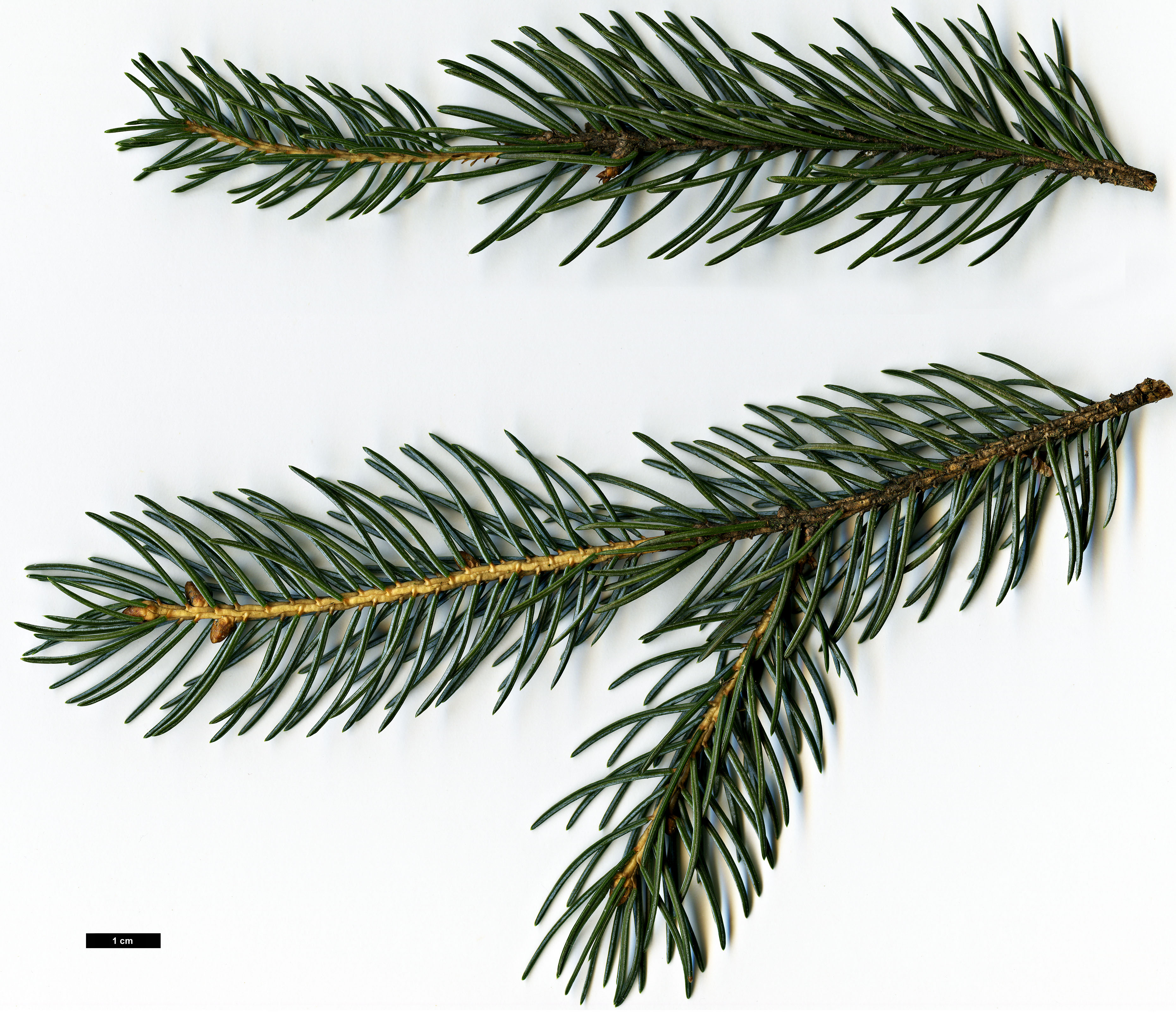 High resolution image: Family: Pinaceae - Genus: Picea - Taxon: alcoquiana - SpeciesSub: var. reflexa